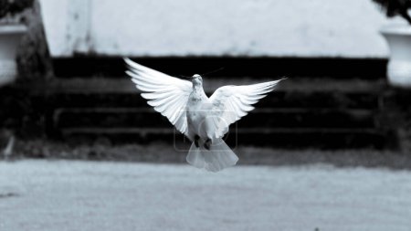 Téléchargez les photos : "Photographie en noir et blanc d'un pigeon "" symbole d'espoir et de paix "" volant à basse altitude" - en image libre de droit