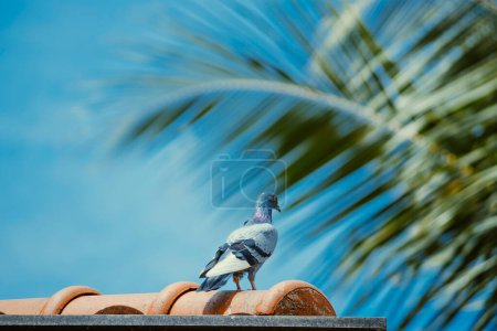 Foto de "Paloma colorida sentada en la azotea frente al cielo azul
" - Imagen libre de derechos