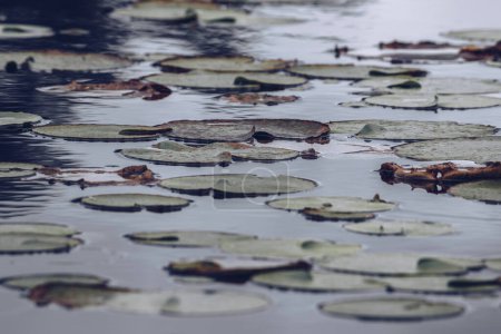 Téléchargez les photos : "l'eau sombre et humide et les feuilles de lotus avant la forte pluie" - en image libre de droit