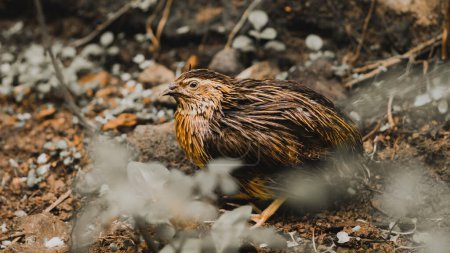 Téléchargez les photos : "Oiseau mâle caille dans le portrait animal sauvage" - en image libre de droit