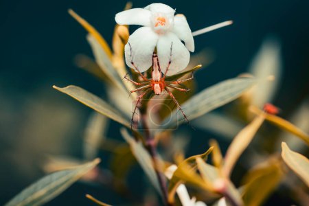 Téléchargez les photos : "Petite punaise d'araignée de couleur orange accrochée à une fleur blanche" - en image libre de droit