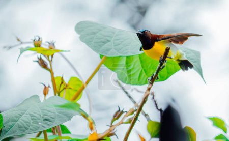 Téléchargez les photos : Sunbird mauve à touffes prêt à décoller - en image libre de droit