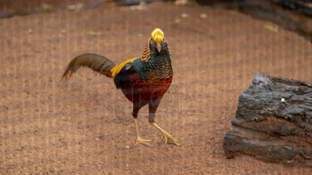 Foto de "Black Golden Pheasant Echa un vistazo a la cámara en el suelo en su jaula" - Imagen libre de derechos