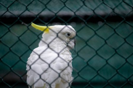Photo for "Sulphur Crested Cockatoo watchful eyes closeup" - Royalty Free Image