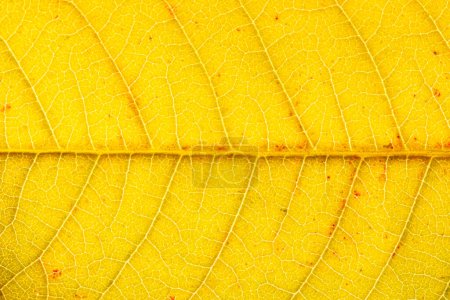 Téléchargez les photos : Texture de feuille d'automne dorée avec veines en gros plan. Contexte abstrait - en image libre de droit