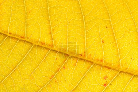 Téléchargez les photos : Texture de feuille d'automne dorée avec veines en gros plan. Résumé retour - en image libre de droit