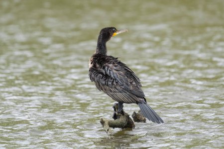 Téléchargez les photos : "great black cormorant drying its plumage after fishing" - en image libre de droit