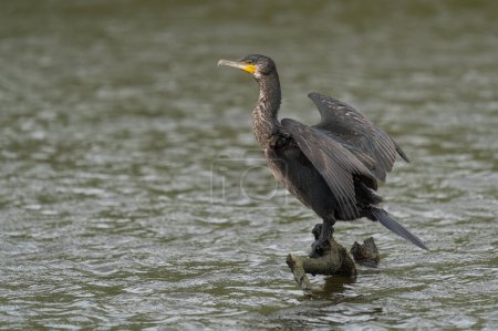 Foto de "great black cormorant drying its plumage after fishing" - Imagen libre de derechos