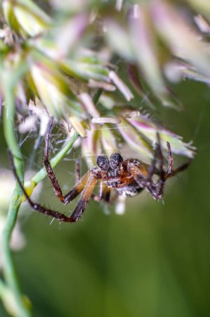 Téléchargez les photos : Petite araignée sur le brin d'herbe sur la prairie d'été - en image libre de droit