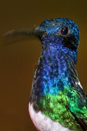 Photo for Alberto Carrera bird, closuep - Royalty Free Image