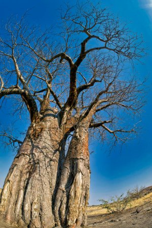 Téléchargez les photos : Baobab, Parc National de Chobe, Botswana - en image libre de droit