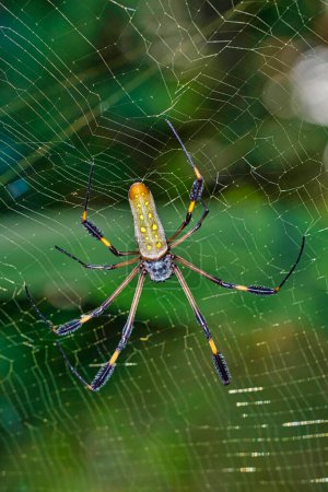 Téléchargez les photos : "Toile d'orbe dorée Araignée, Parc national Marino Ballena, Costa Rica" - en image libre de droit