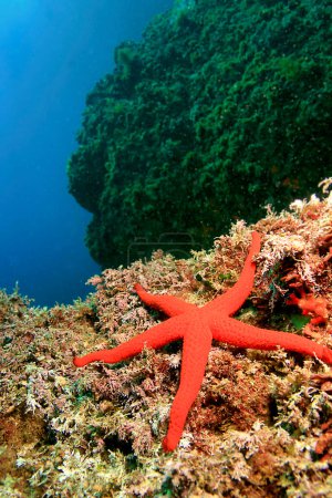 Foto de "Estrella del Mar Rojo Mediterráneo, Parque Natural Cabo Cope-Puntas del Calnegre, España" - Imagen libre de derechos