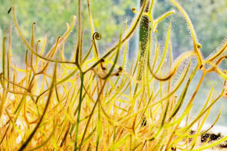 Photo for Sundew carnivorous plant  on nature background - Royalty Free Image