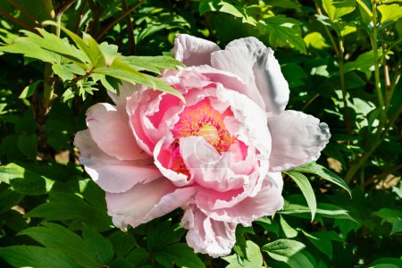 Foto de Peonía rosa en flor. Hermoso fondo floral - Imagen libre de derechos