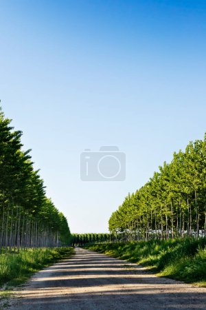 Photo for Aspen trees on a sunny day - Royalty Free Image
