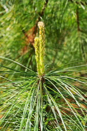 Photo for Pine branch with seed cones - Royalty Free Image