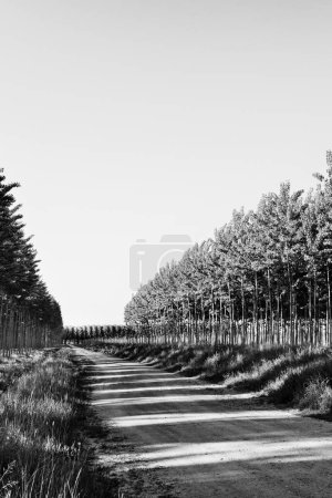 Foto de Aspen árboles en blanco y negro - Imagen libre de derechos
