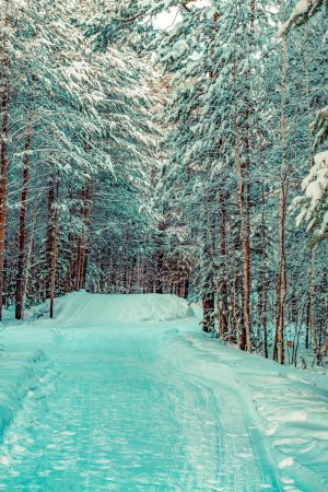 Foto de Camino en invierno frío Bosque siberiano. Nieve azul. - Imagen libre de derechos