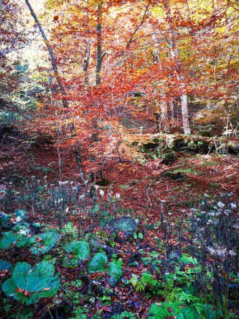 Téléchargez les photos : "Sous-bois aux couleurs de l'automne, comme une peinture impressionniste" - en image libre de droit