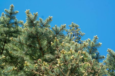 Foto de Ramas de árboles de coníferas contra el cielo azul sin nublas.hermoso fondo - Imagen libre de derechos
