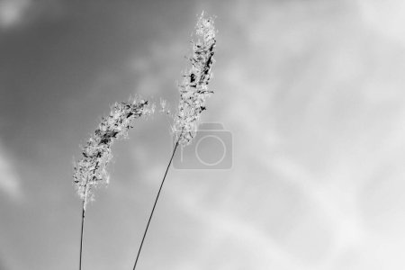 Téléchargez les photos : Noir et blanc deux fontaine d'herbe sur fond de ciel - en image libre de droit