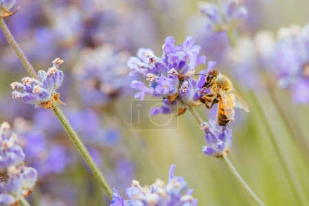 Photo for Bee in Lavender in Australia. Beautiful floral background - Royalty Free Image