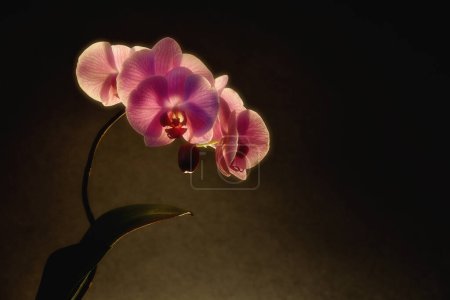 Photo for Beautiful blooming violet orchid flowers. studio shot - Royalty Free Image