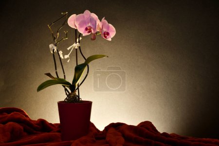 Foto de Flores violetas florecientes hermosas de la orquídea en pote, tiro del estudio - Imagen libre de derechos