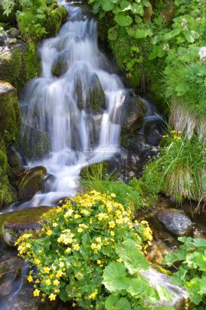 Téléchargez les photos : Fleurs jaunes sur les rochers près du ruisseau - en image libre de droit