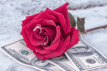 Photo for Pink rose close up - Royalty Free Image