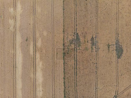 Photo for Top down look to fields of wheat - Royalty Free Image