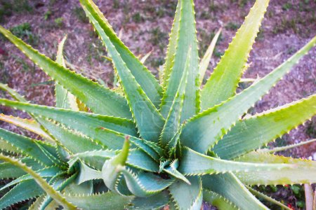 Téléchargez les photos : Desert plante verte dans le jardin - en image libre de droit