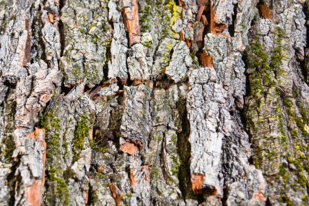 Photo for Texture of tree bark, nature background - Royalty Free Image