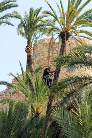 Foto de Man climbing and doing pruning works on palm tree in Elche - Imagen libre de derechos
