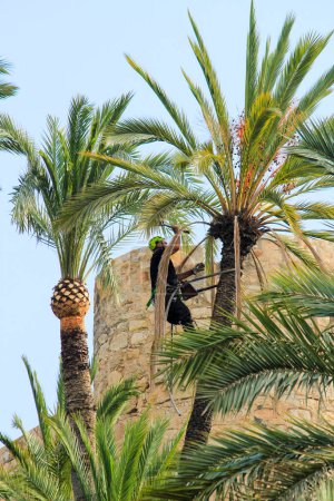 Foto de Hombre escalando y haciendo trabajos de poda en palmera en Elche - Imagen libre de derechos