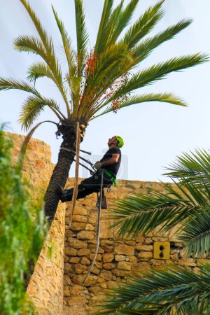 Téléchargez les photos : Homme grimpant et faisant des travaux d'élagage sur palmier à Elche - en image libre de droit