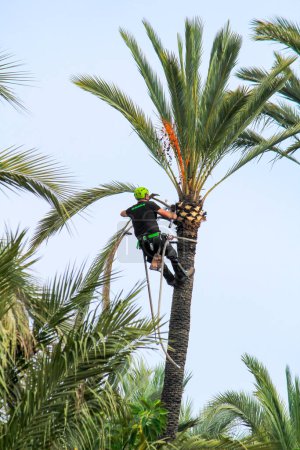Téléchargez les photos : Homme grimpant et faisant des travaux d'élagage sur palmier à Elche - en image libre de droit