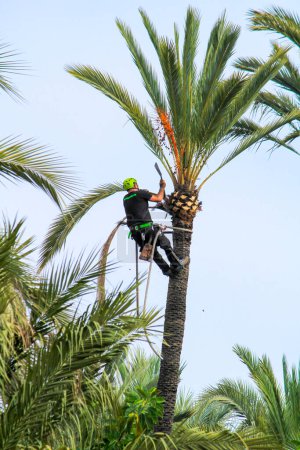 Téléchargez les photos : Man climbing and doing pruning works on palm tree in Elche - en image libre de droit