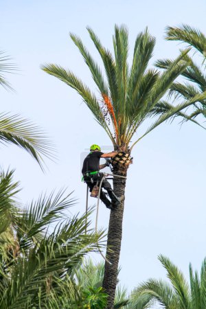 Man climbing and doing pruning works on palm tree in Elche