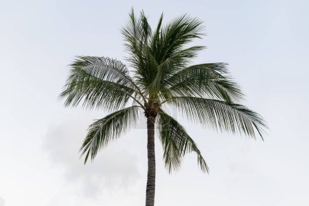 Photo for Coconuts palm tree on a sky  background. - Royalty Free Image