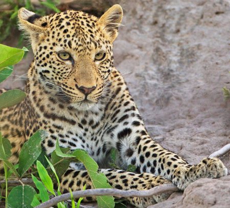 Téléchargez les photos : Léopard dans le parc national de Kruger, Afrique du Sud - en image libre de droit