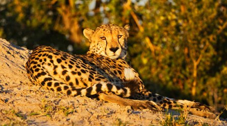 Téléchargez les photos : Léopard dans le parc national de Kruger, Afrique du Sud - en image libre de droit