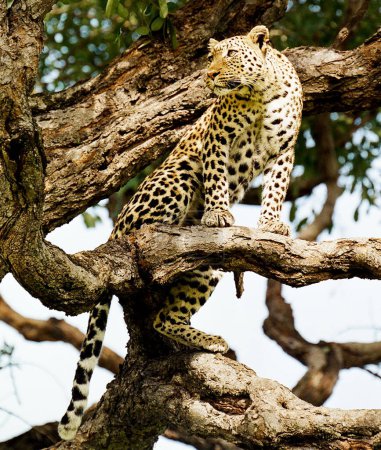Foto de Leopardo en el Parque Nacional Kruger, Sudáfrica - Imagen libre de derechos