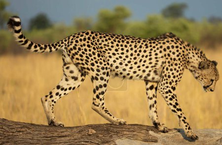 Foto de Leopardo en el Parque Nacional Kruger, Sudáfrica - Imagen libre de derechos