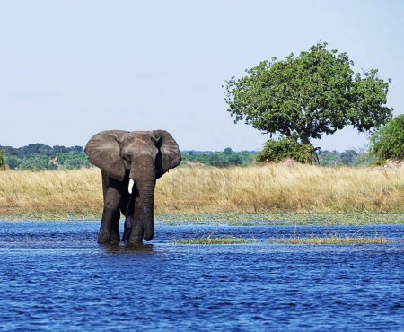 Foto de Elefante africano en la vida silvestre, Loxodonta africana - Imagen libre de derechos
