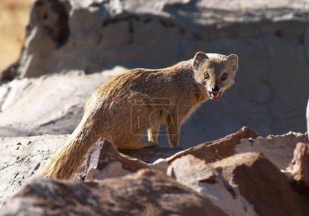 Téléchargez les photos : Renard roux (vulpes vulpes), dans le désert sauvage, utah, usa - en image libre de droit