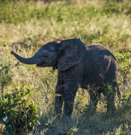 Téléchargez les photos : Éléphant d'Afrique dans la faune, Loxodonta africana - en image libre de droit