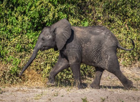 Photo for African elephant in wildlife, Loxodonta africana - Royalty Free Image