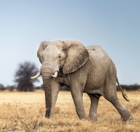 Photo for African elephant in wildlife, Loxodonta africana - Royalty Free Image